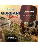 Cow Share By Saylani Welfare Trust