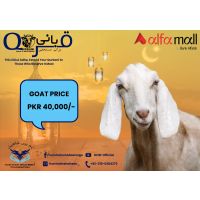 Qurbani Full Goat - Eid 2nd Day Delivery
