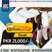 Goat Qurbani by JDC Foundation