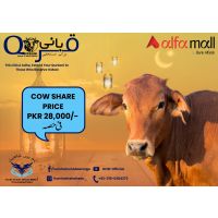 Qurbani Single Share in Cow - Eid 2nd Day Delivery