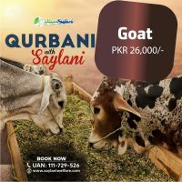 Goat Qurbani by Saylani Welfare Trust